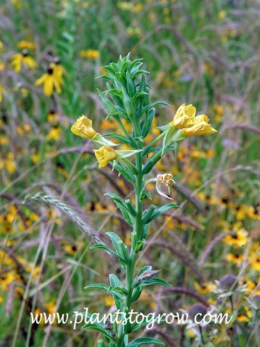 Common evening-primrose (Oenothera biennis)